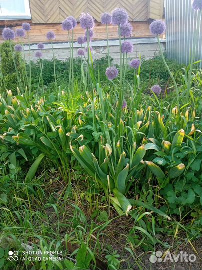 Лук Суворова