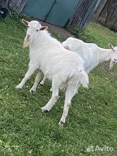 Козел зааненский