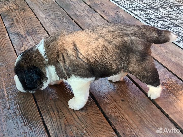 Щенки сенбернара