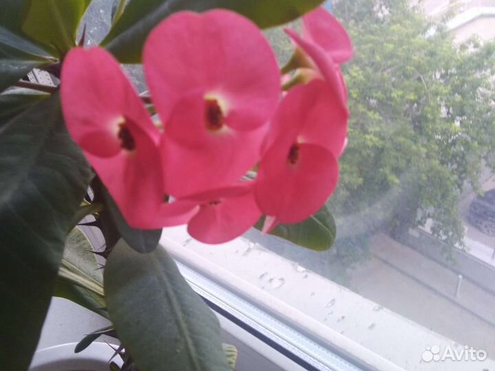 Молочай миля крупноцветковый