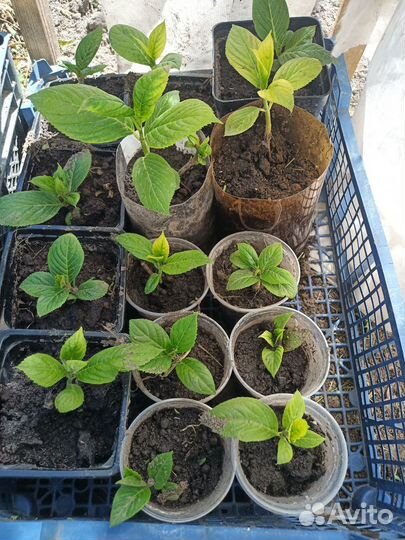 Кусты черной смородины