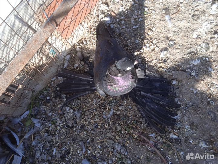 Продаются голуби