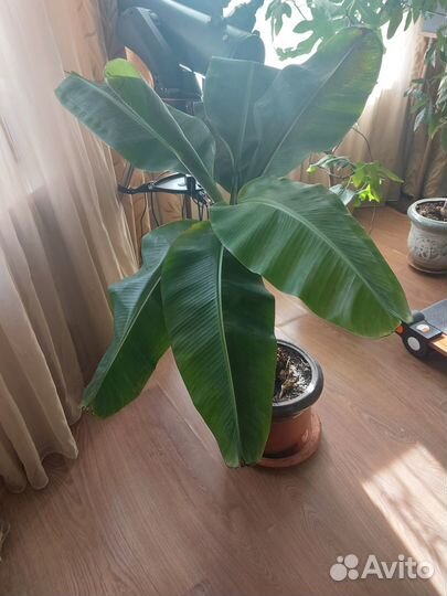 Комнатные цветы