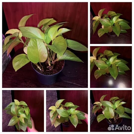 Комнатные растения в ассортименте