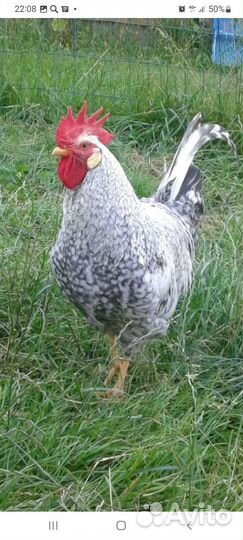 Супер несушка Борковская барвистая