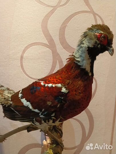 Чучело фазана