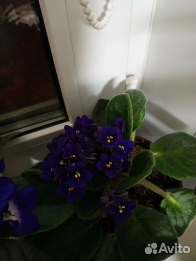 Комнатные цветы фиалки