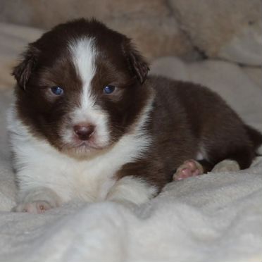 Австралийская овчарка, щенок