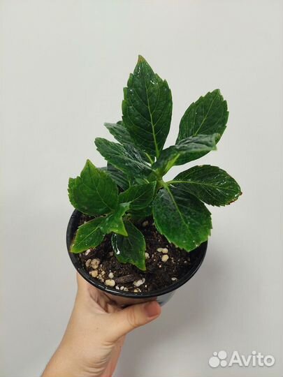 Гортензия крупнолистная You & Me Perfection