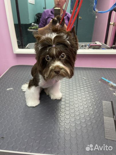 Стрижка собак и кошек