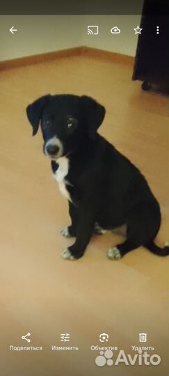 Щенок девочка в добрые руки