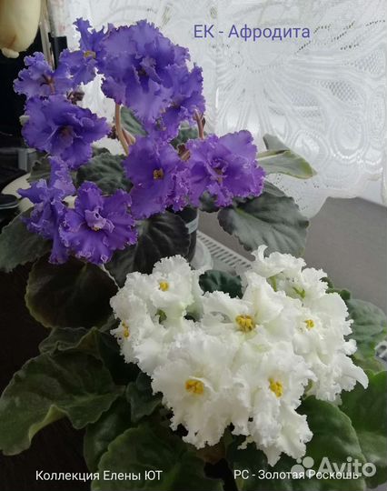 Сортовые Фиалки