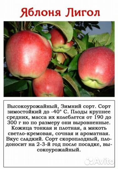 Саженцы яблони