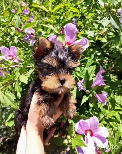 Девочки Йорка