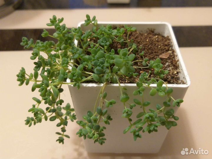 Кактусы и суккуленты