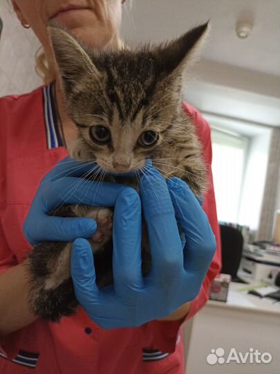 Котята в добрые руки бесплатно