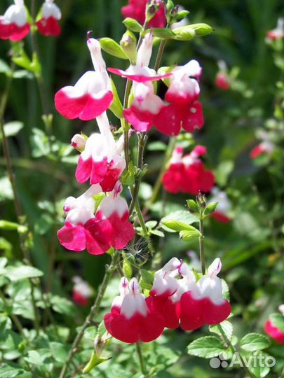 Шалфей дубравный