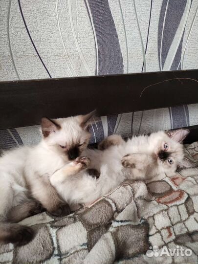 Невская маскарадная