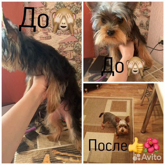 Стрижка собак. Груминг