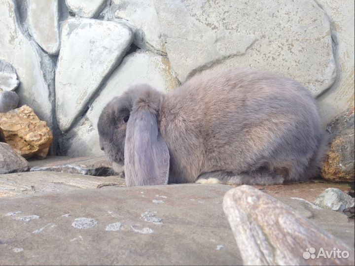 Крольчата породы фр баран