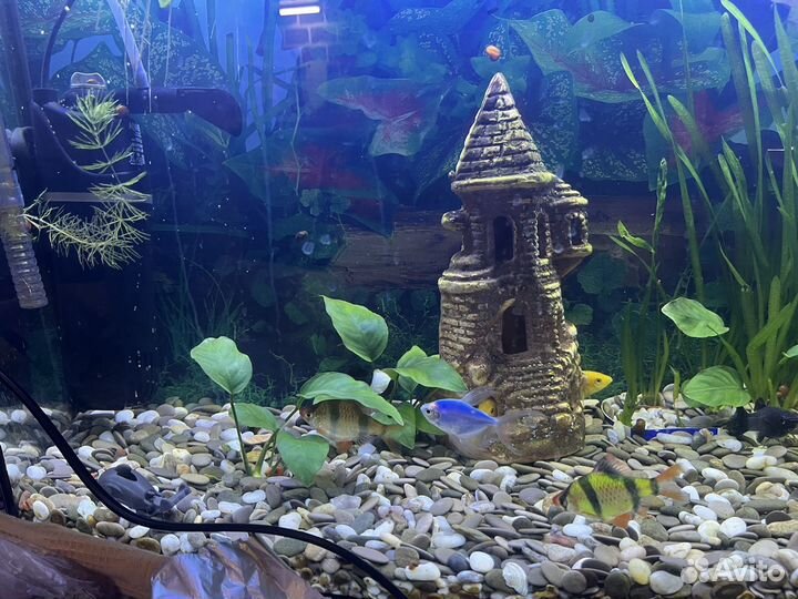 Аквариум