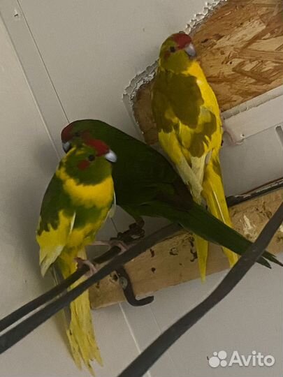 Попугаи какарики