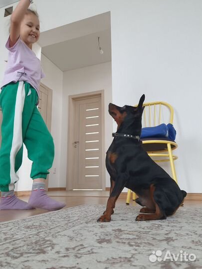 Цвергпинчер