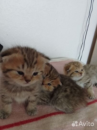 Шотландская золотая шиншила