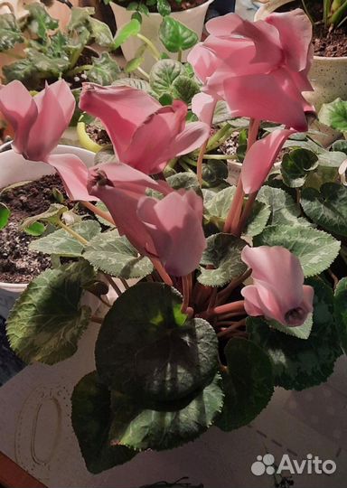 Комнатные цветы