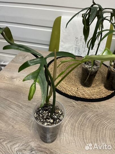 Филолендрон Элеганс узкорассеченый