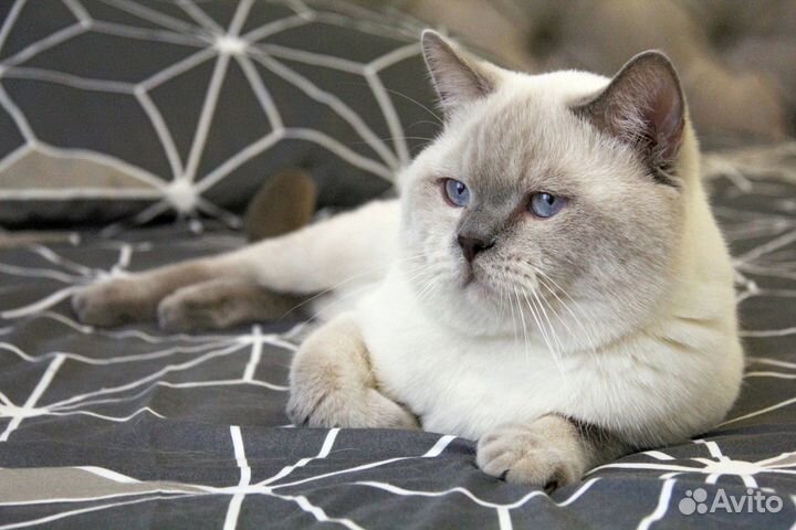 Вязка кошек