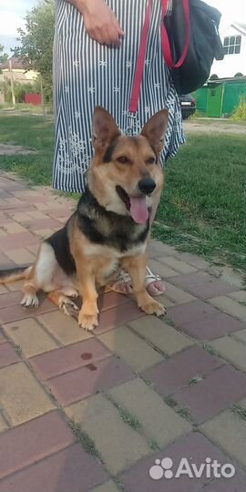 Собака в добрые руки отдам бесплатно