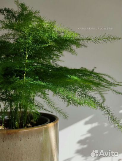 Аспарагус Сетациус