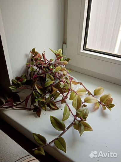 Комнатные растения цветы