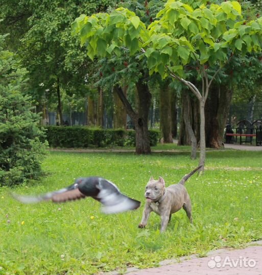 Красавчики