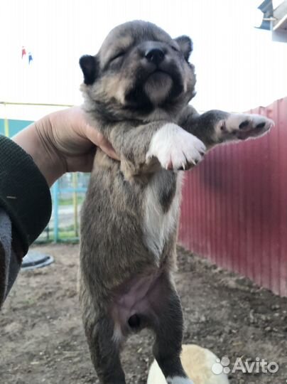 Собаки на охрану и просто для души