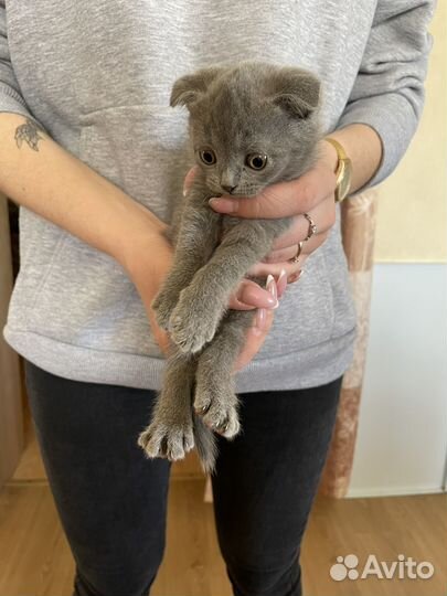 Котята британцы