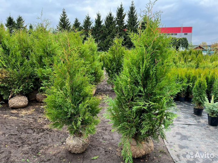 Туя брабант 180-200 см