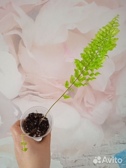 Комнатные цветы