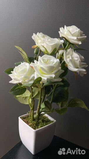 Ботанический копии роз