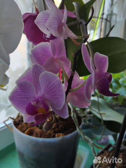 Орхидея фаленопсис