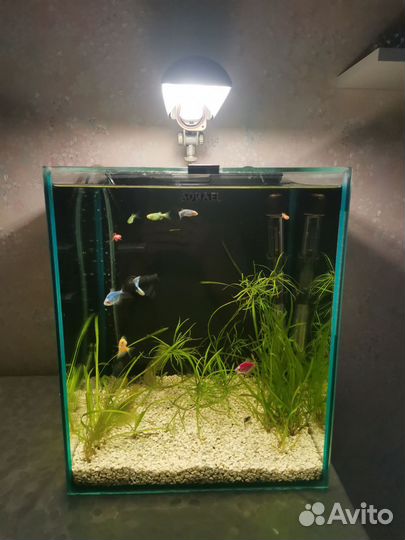 Аквариум