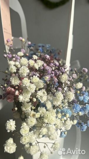 Гипсофила радужная