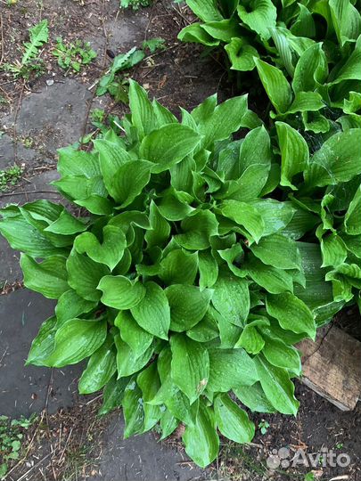 Хоста растение