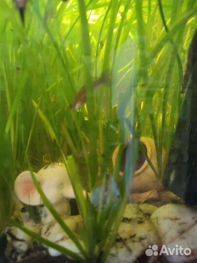 Водоросли для аквариума