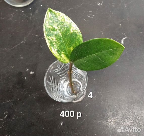 Замиокулькас вариегатный шорт лив