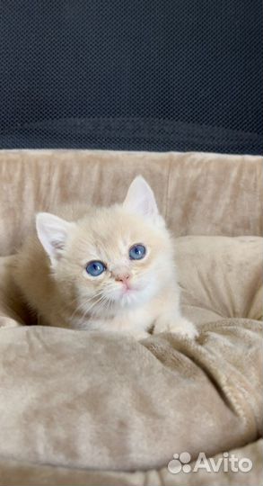 Британская золотая лиловая шиншилла шелл cy12 кот3