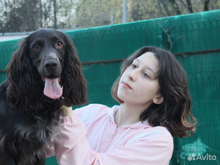 Услуги кинолога