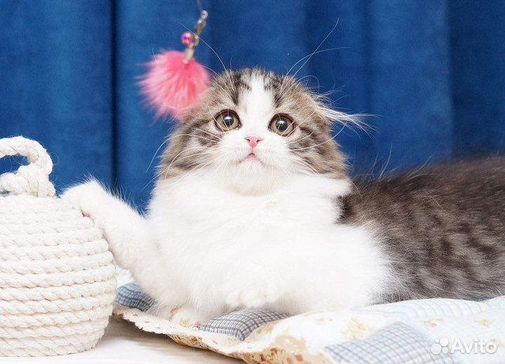 Котята хайленд Фолд