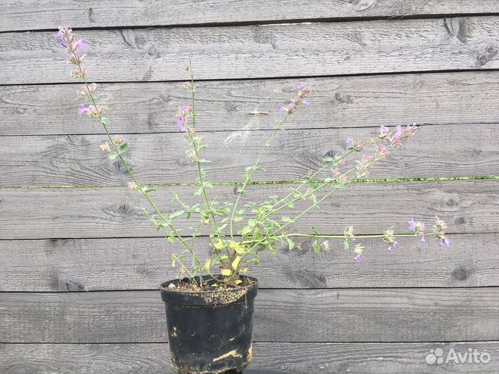 Котовник Six Hil's Giant